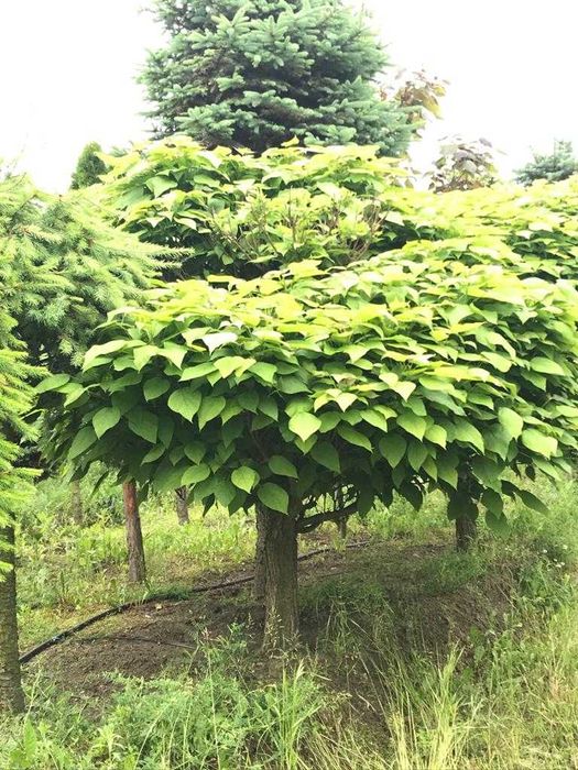 Drzewa ogrodowe: Surmia (katalpa) zwyczajna