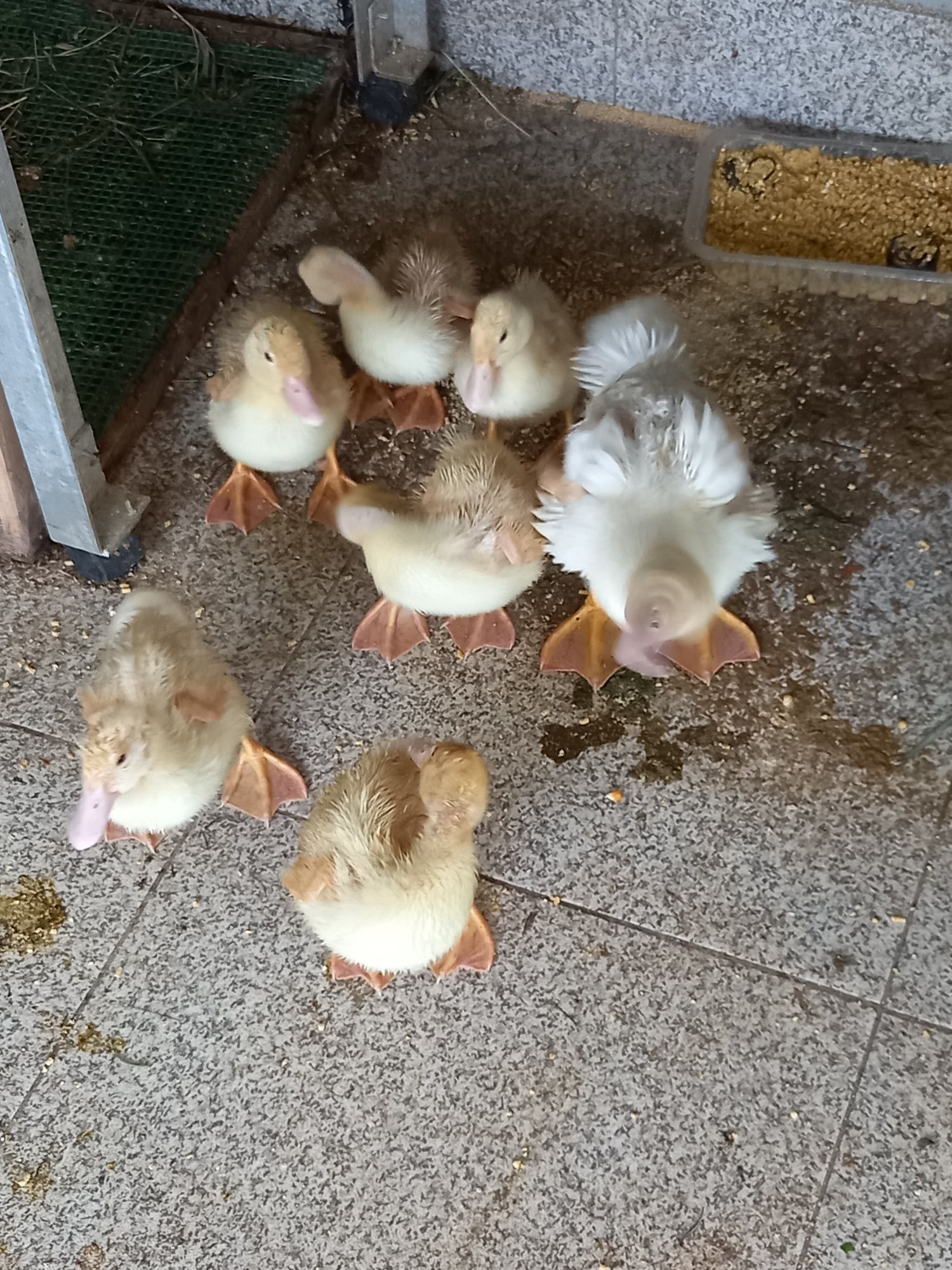 Patos Brancos, Patos Reais, Patos mudos, casais de garnisos