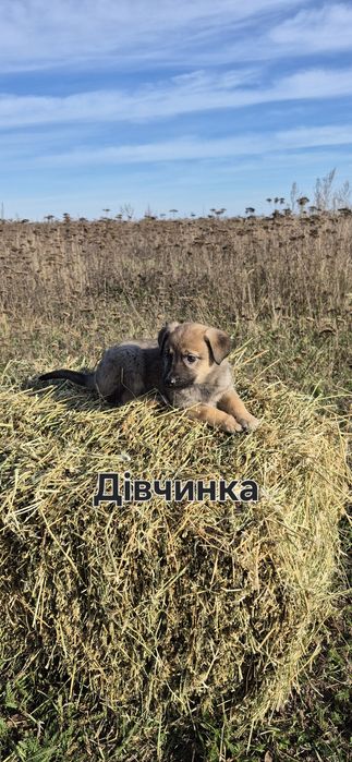 Маленькі цуценята + 200 грн на корм