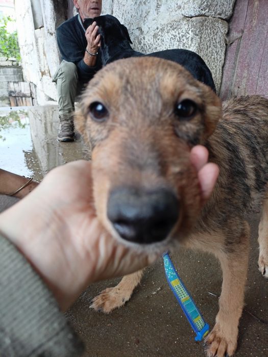 Cadela meiga para adoção