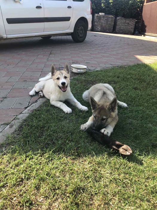 Західно сибірська лайка