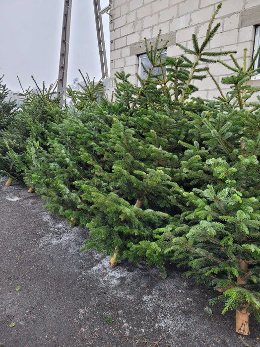 Jodła kaukaska premium 2,4-3 m  ,świerk srebrny