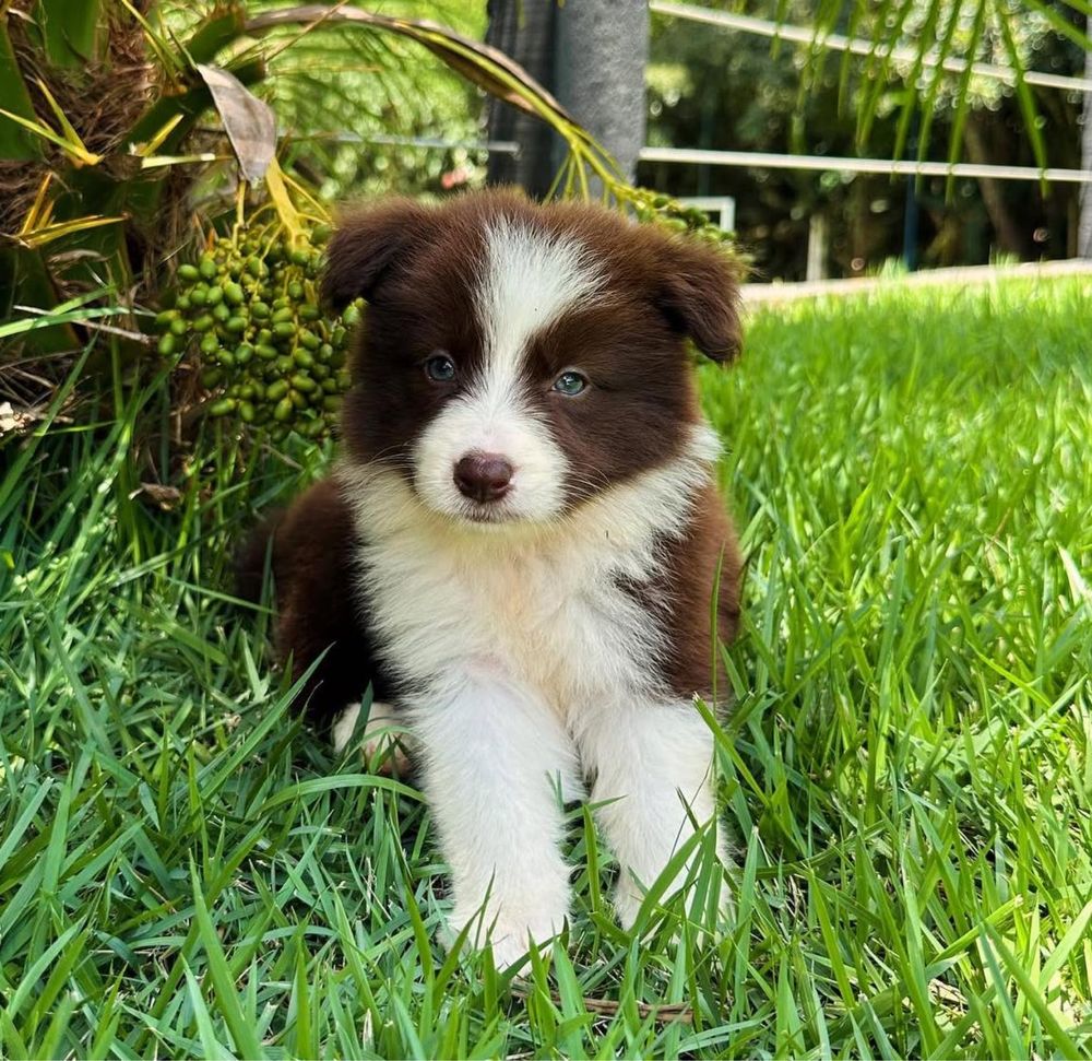 Border Collie Femea chocolate