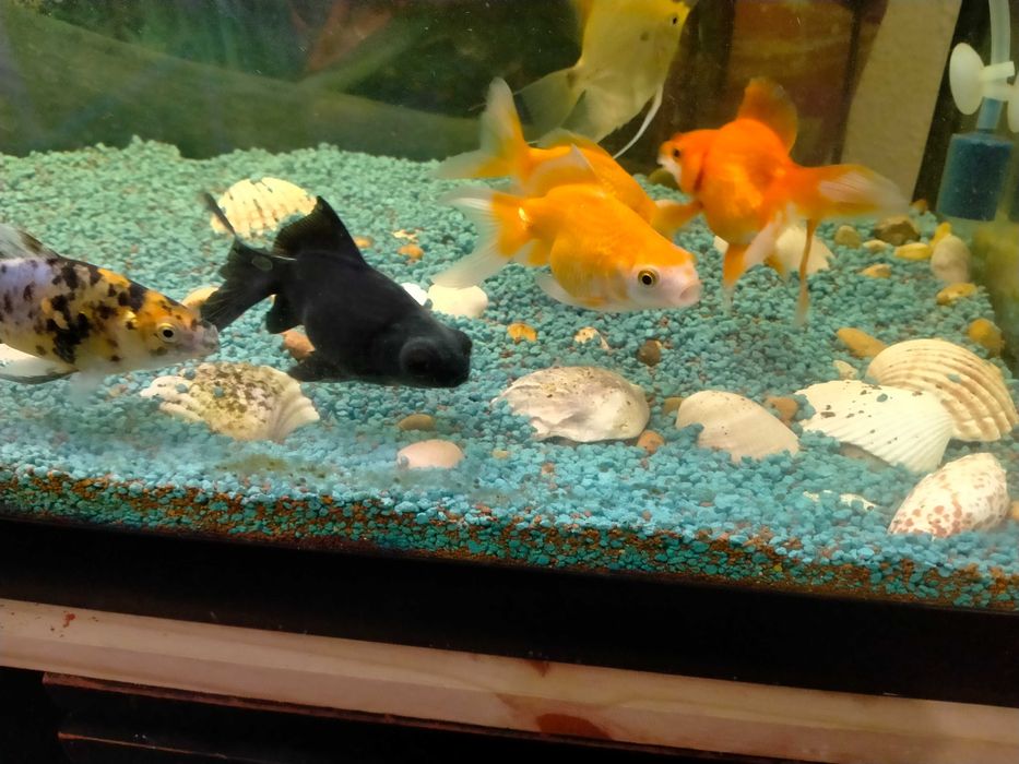 Vendo peixes água fria