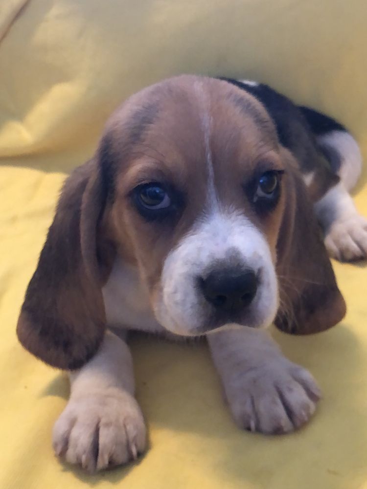 Beagle femea. com dois meses. Pronto para entrega