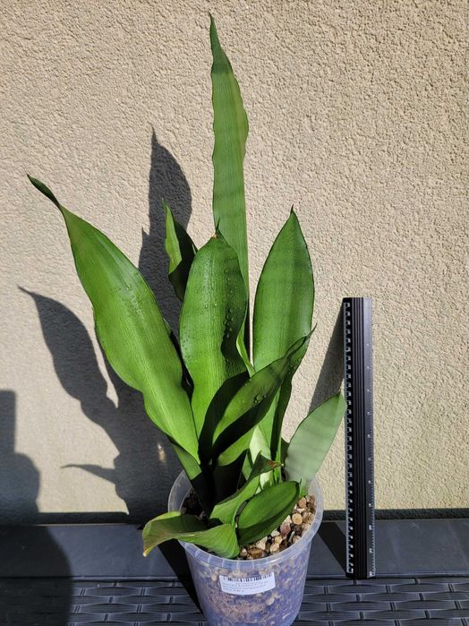 Sansevieria Moonshine.