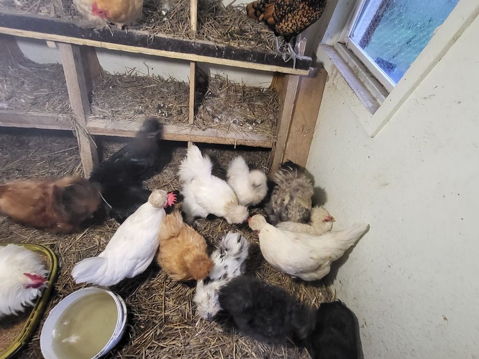 Sprzedam kury silki czubatki