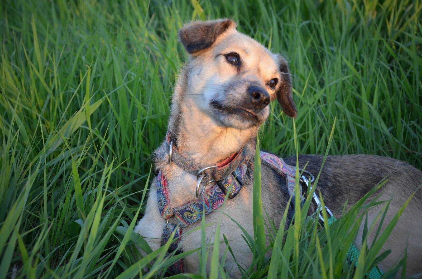 Spacja, mała, delikatna sunia, potrzebuje kochającego domu adopcja