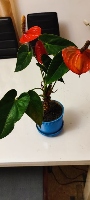 Антуріум, сукуленти, кактуси, драцена, алоє Флораріум Луцьк