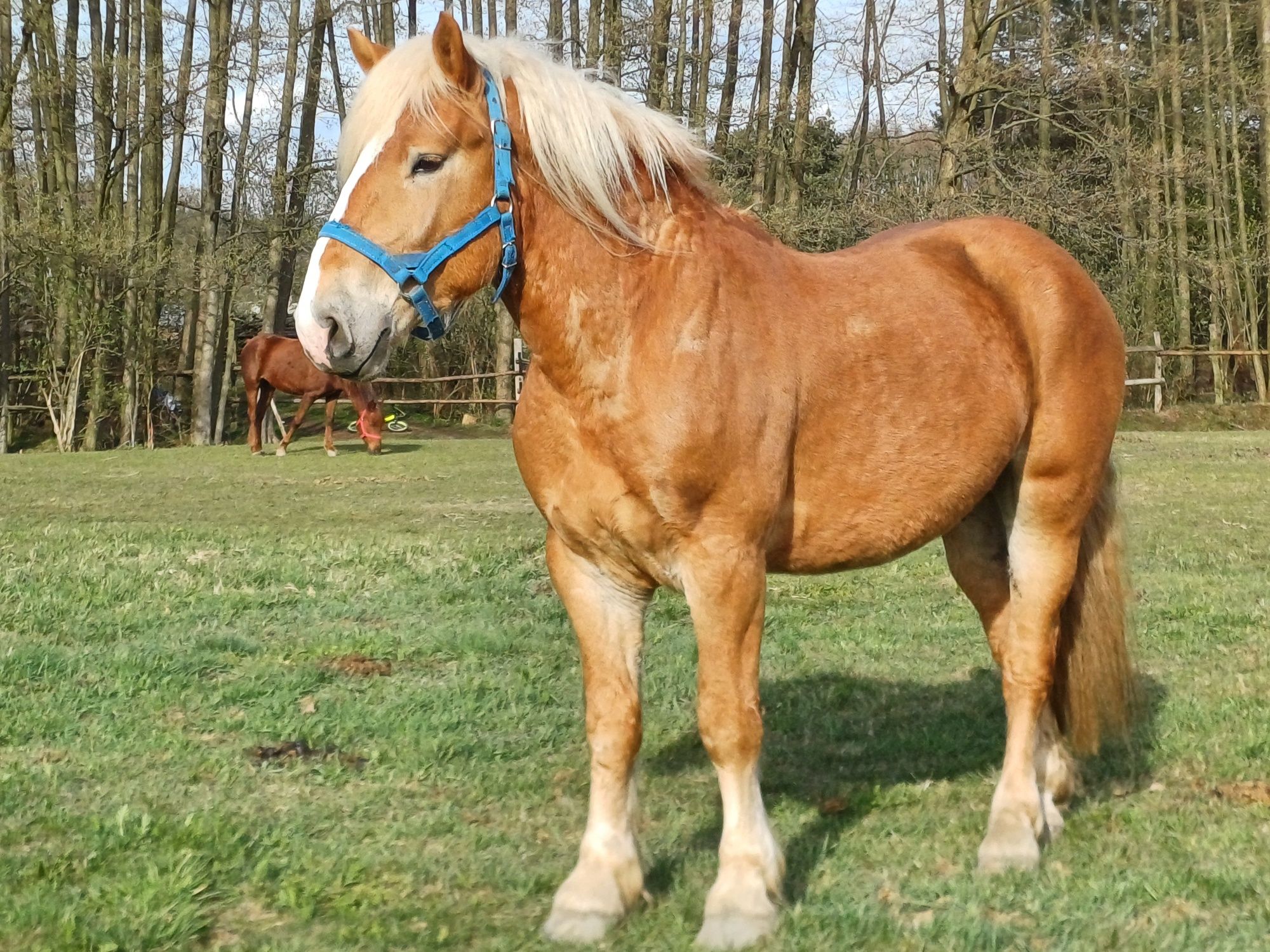 Sprzedam WAŁACHA