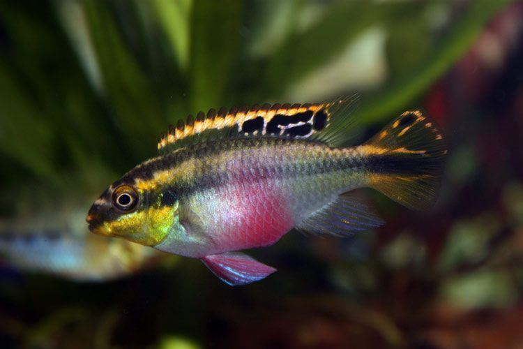 Barwniak czerwonobrzuchy Super Red - Pelvicachromis pulcher