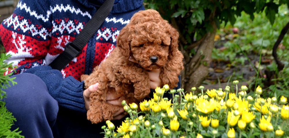 Малиш.той  пудель  хлопчик