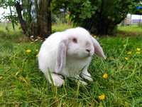 Mini lop rasowy metryka legalna hodowla królik miniaturka