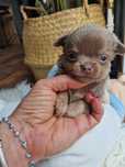 Chihuahua  lila liliowy długowłosy  chlopczyk i dziewczynka