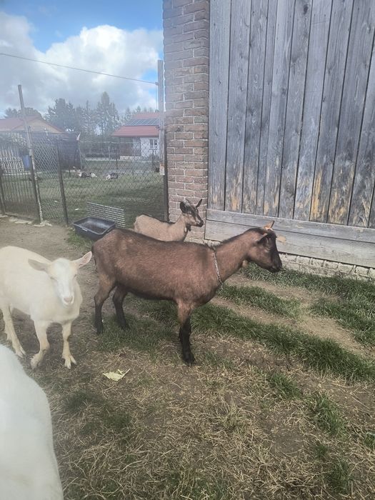 Koza alpejska z instytutu