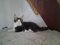Kocurek Klakier Maine Coon