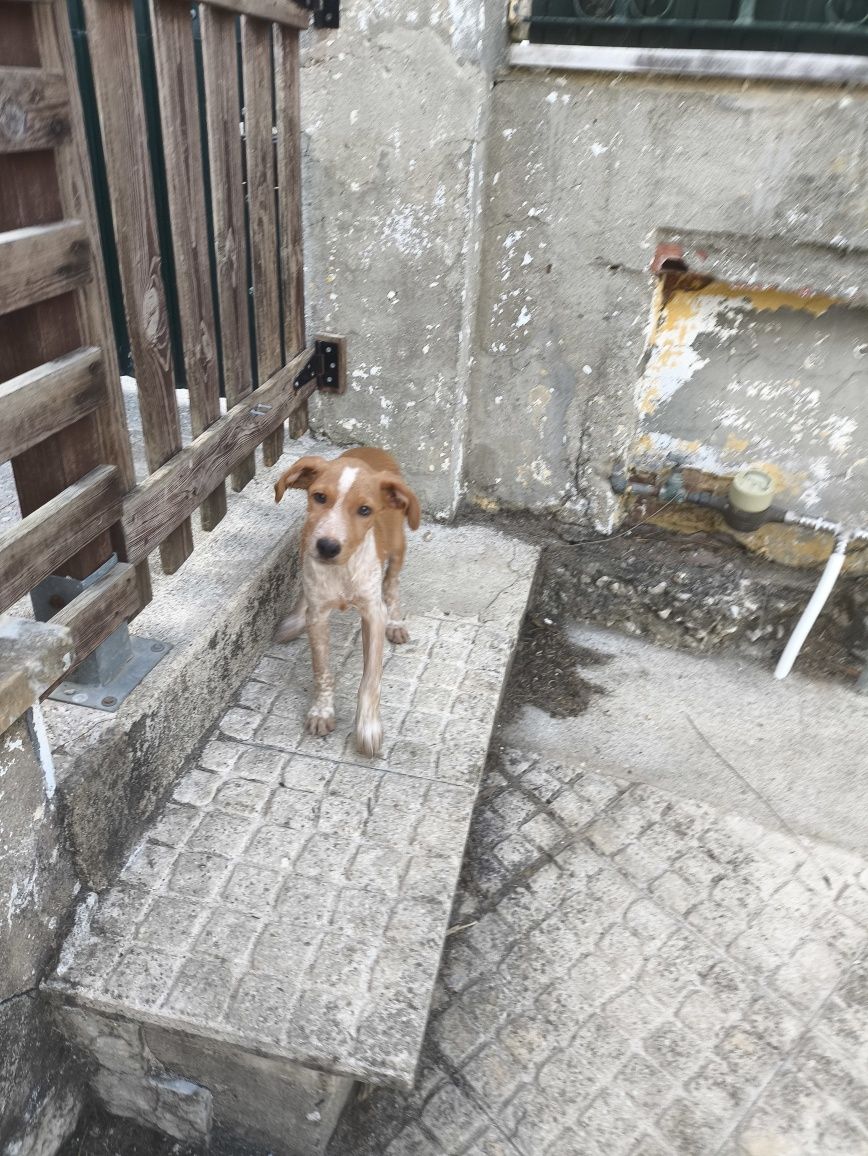 Cachorro cruzado de Epagneul Breton