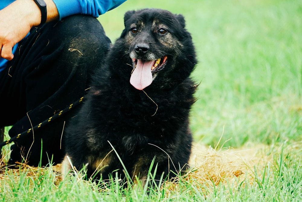 Kropek - cudowny psiak czeka na dom