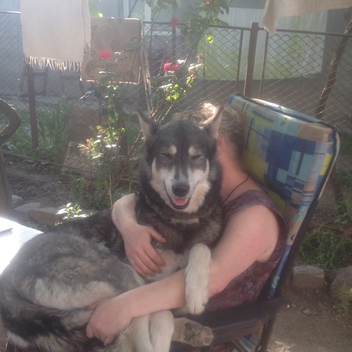 Пропав пес ,прошу повернути за ВИНАГОРОДУ!!!