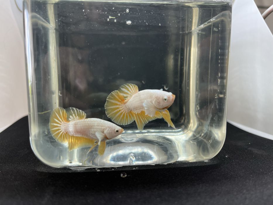 Machos betta splendens