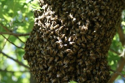 Retiro  enxames de abelhas