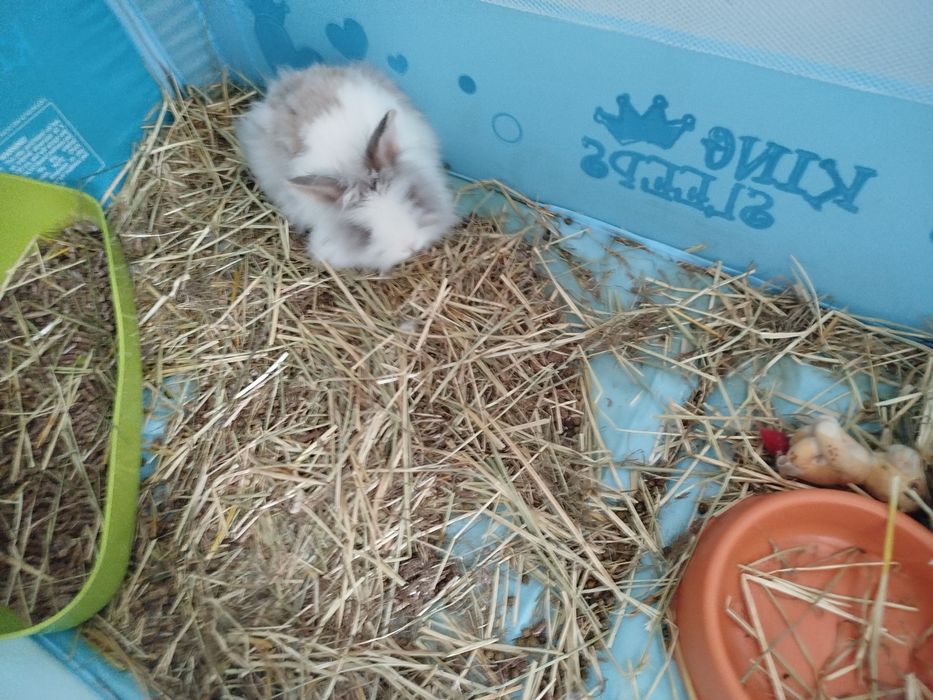 Coelhinha com parque