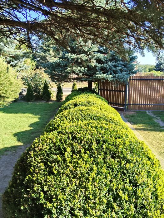 Sprzedam bukszpany duże