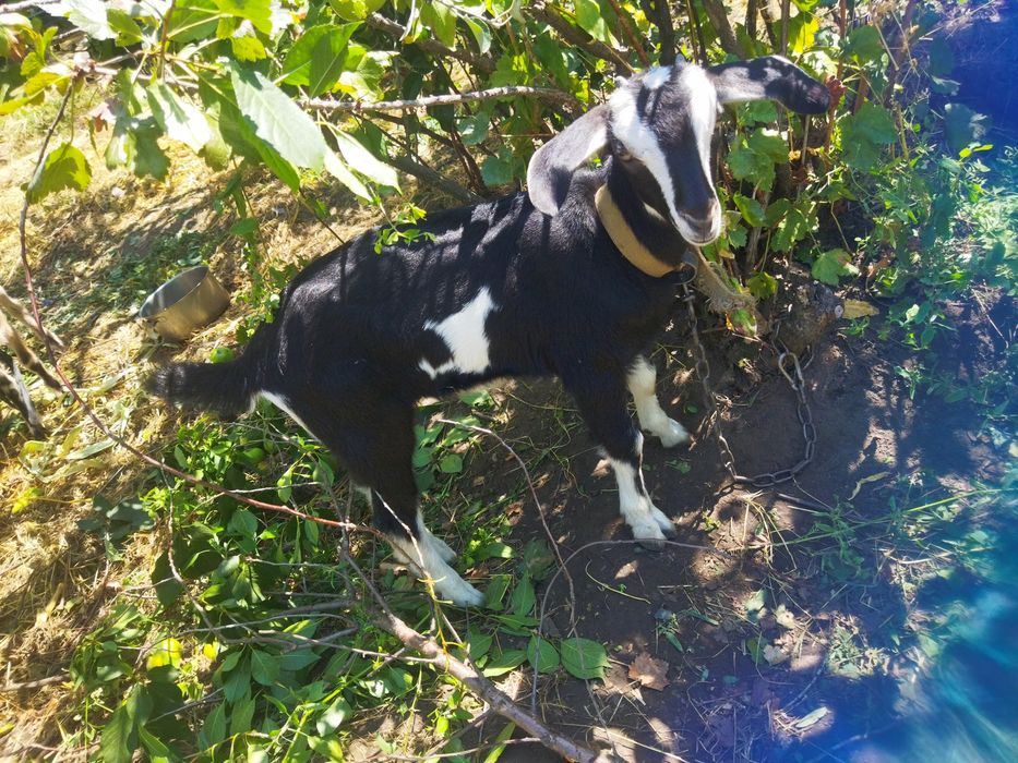 Продам козочку от 4 литр.козы.60 проц.альпийка 40 проц нубийка