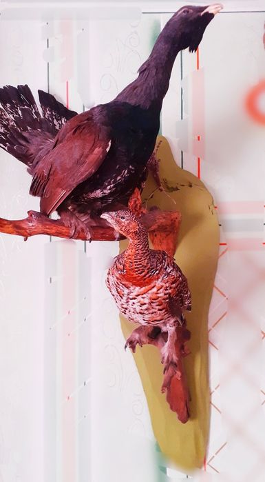 Цікава парочка, тетерів/ глухар і глухарочка