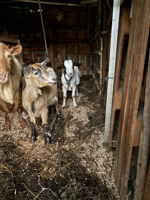 Vendo cabritas novas