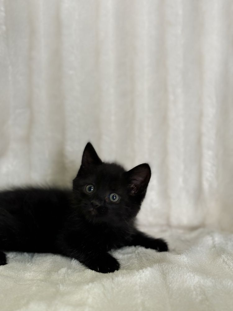 Котёнок Мальчик Британец