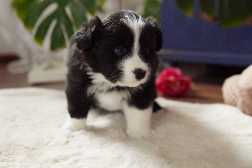 Border Collie  suczka ZKwP/FCI