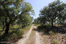 Prédio Rústico com área de 85.000m2  a 3Km da vila de Mora