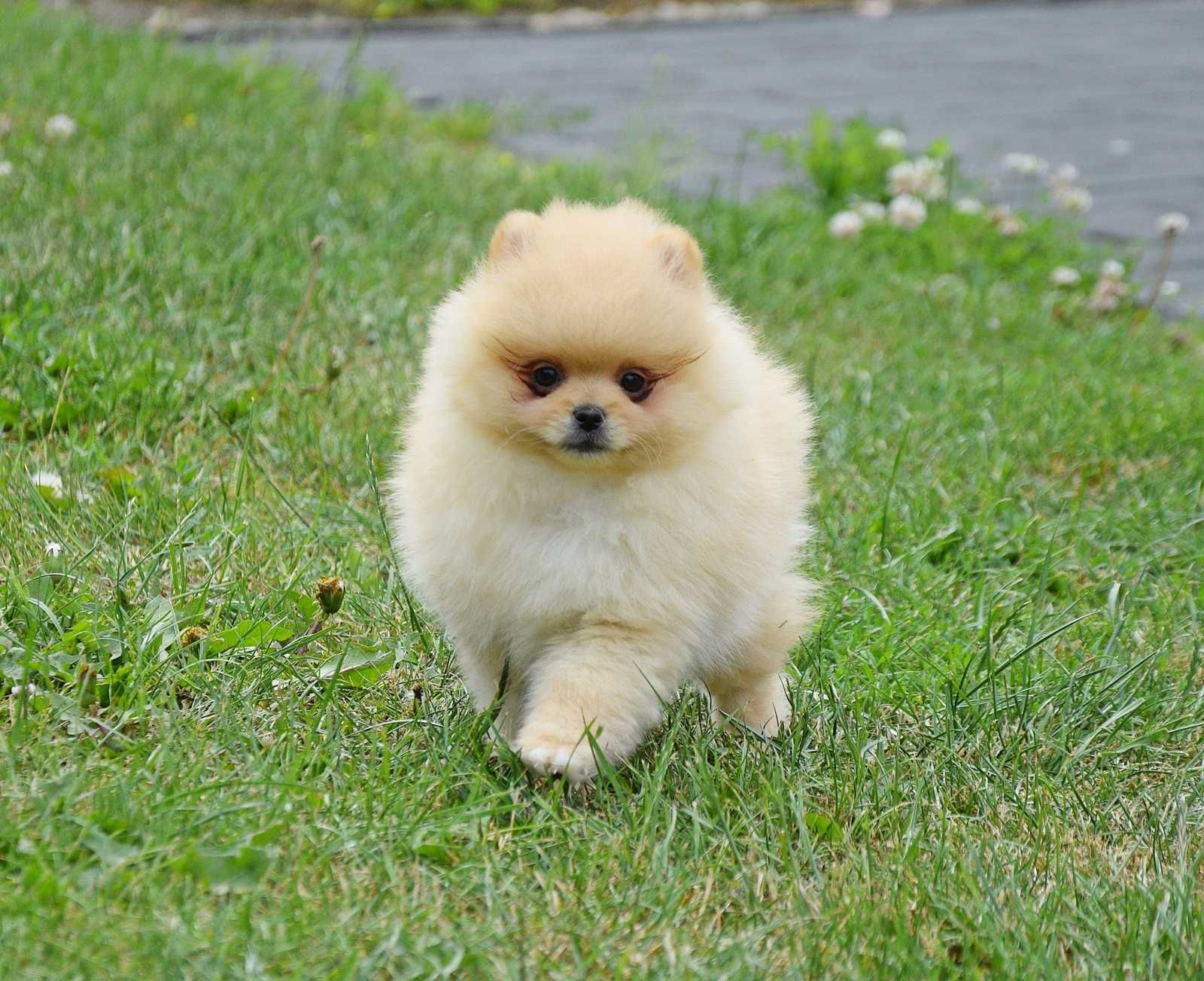 Piesek Pomeranian- Oskar- gotowy na kochający dom