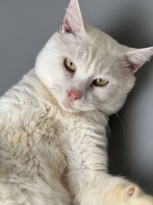 Белая кошечка бесплатно