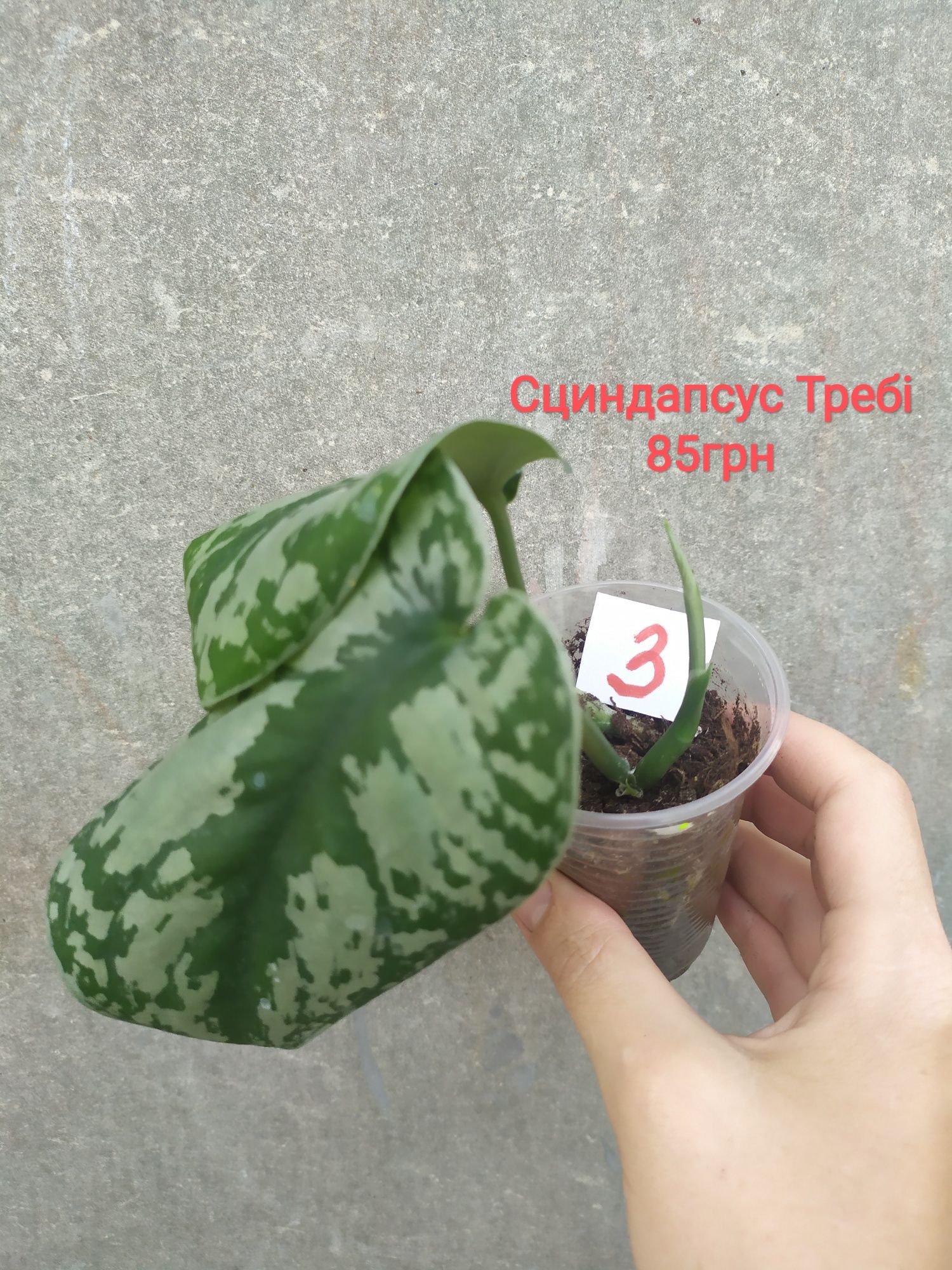Фикус абиджан, эластика,шревириана