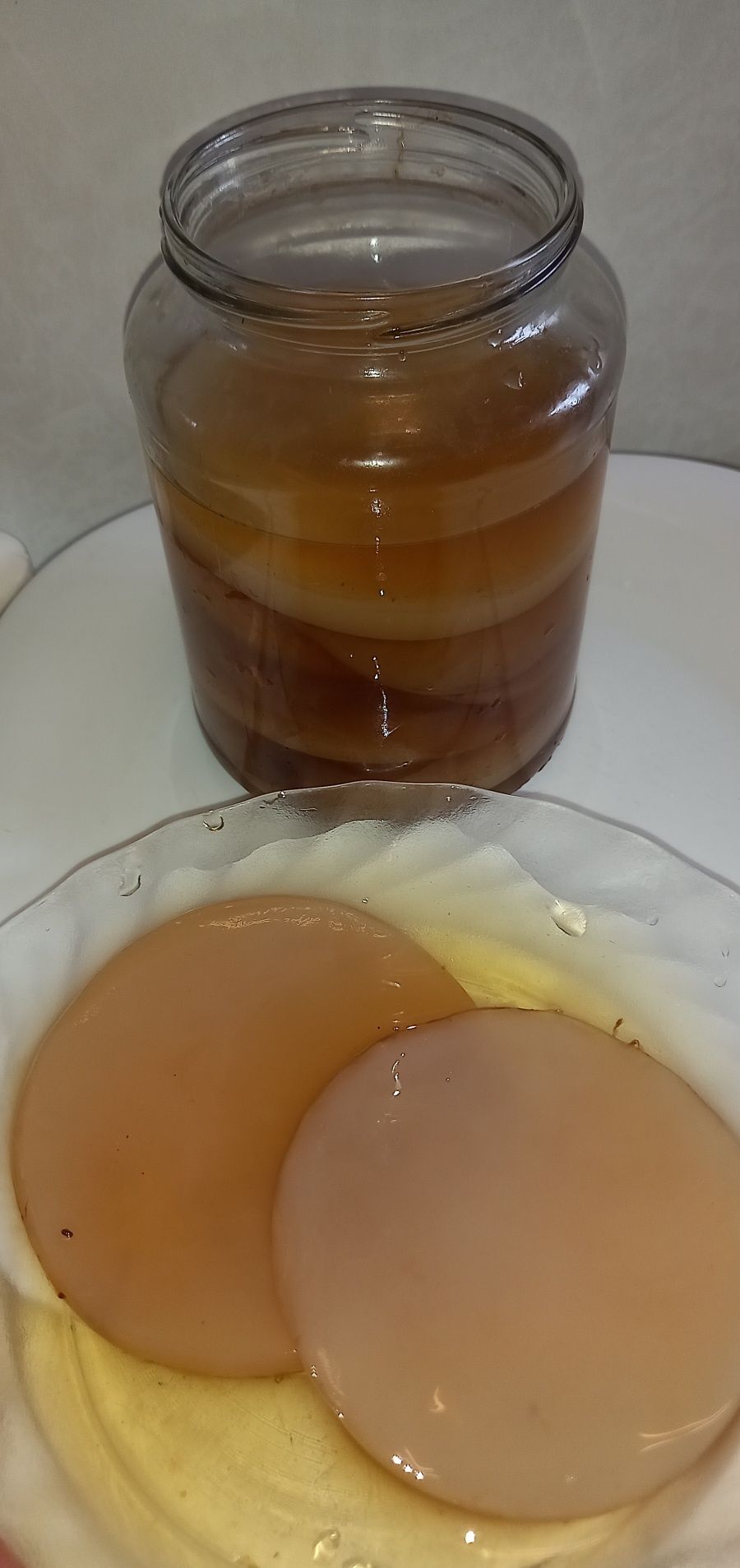 Scoby  para kombucha