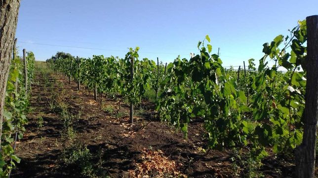 Виноробня, виногадник, земельна ділянка 1.5 Га під ОСГ
