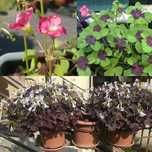 Szczawik Deppego Oxalis deppei 50szt + szczawik trójkątny 50szt +GRAT