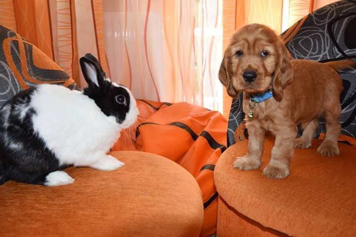 Piękny szczeniak  suczka Cocker Spaniel Angielski