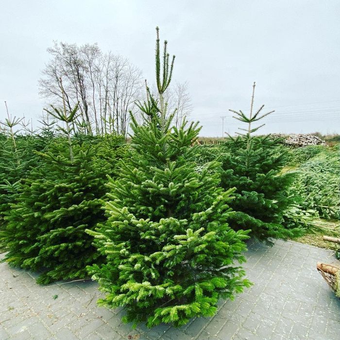 Jodła kaukaska cięta świeża bożonarodzeniowa - ChoinkiLeszno.pl
