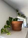 Jiboia dourada  “pothos”