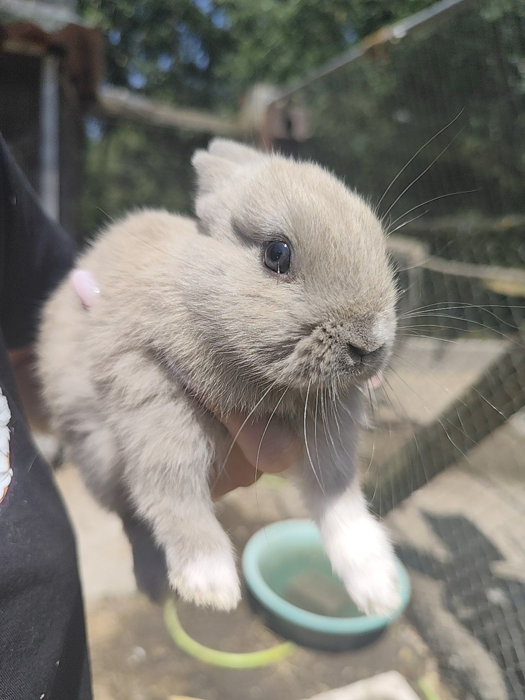 Coelhos Mini toy