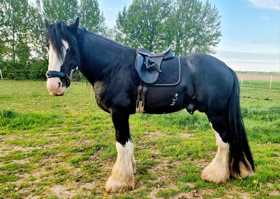 Piękny Shire Horse ogier (SHS)