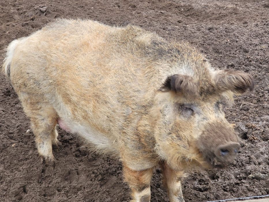 Świnie pastwiskowe , Mangalica , węgierska