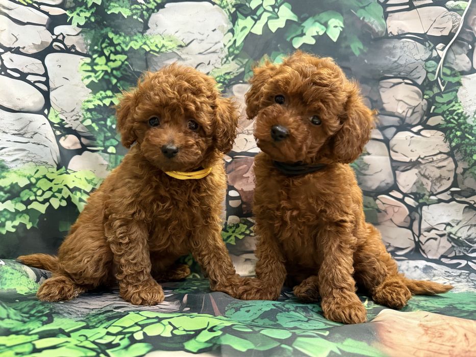 Pudel toy red, ciemny red, badania genetyczne.