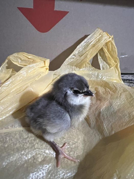 Курчата добові китайська шовкова,амераукана