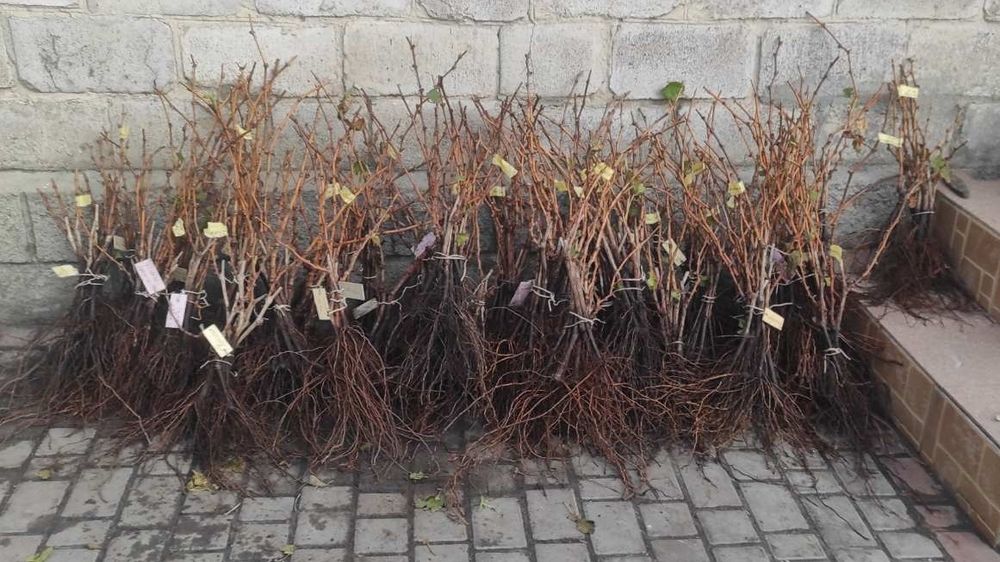 Саджанці винограду столових сортів