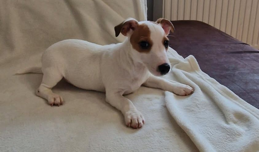 Jack Russel Terier