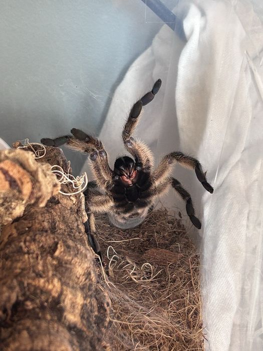Harpactira pulchripes ok. 5-5,5DC. SAMICA